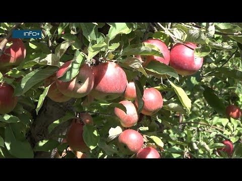 Prosječan rod jabuke