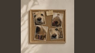 Bow-wow