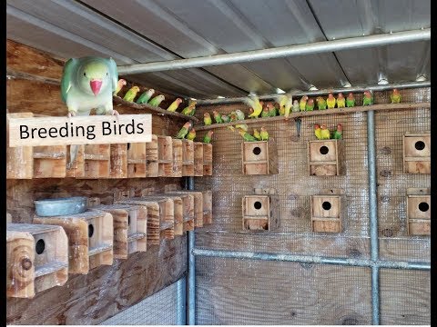 Over 15 Peach Faced Lovebirds Pairs Setup Aviary 4k video