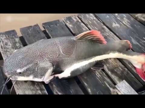 GIANT PIRATE CRAB! - Feed and Grow Fish