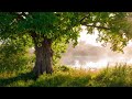 12 Hours Of Relaxing Music Piano Music For Stress Relief Sleep Music Meditation Music Erin