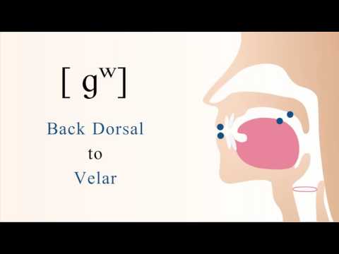 [ ɡʷ ] voiced unaspirated labialized back dorsal velar stop