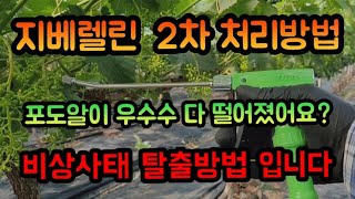 #샤인머스켓재배기술 #농부포도과일알솎이 #여름휴가지베렐린지베린귀농귀촌