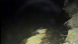 Video 13 Mink gets muskrat for braskfast.wmv