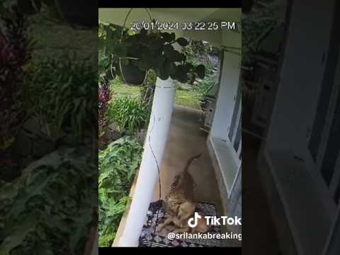 🐆leopard attacking a Dog 🐶 🇱🇰#maskeliya #leopard #attack #wildlife #animals #dog #mavic360