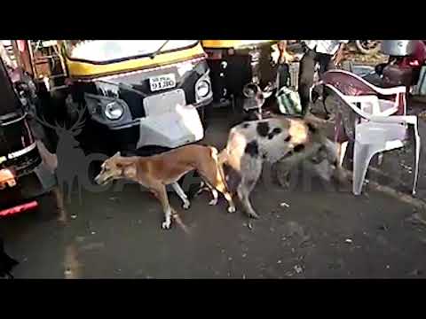 Vídeo de la sorprendente cópula entre un perro y un cerdo en plena calle - Cazaworld