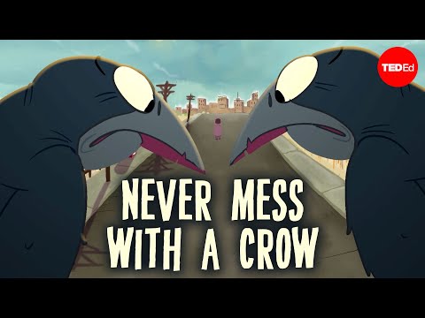 This is Why You Never Mess with Crows
