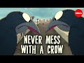 How Smart Are Crows Katharina Brecht