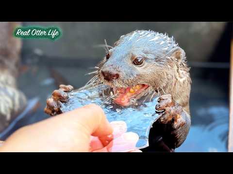 【困惑】次々と消える氷にプチパニック！？露天風呂のカワウソに氷をあげた反応が１００点だった [元ネタ] Confused: Magic Ice?