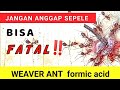 Weaver Ant Formic Acid