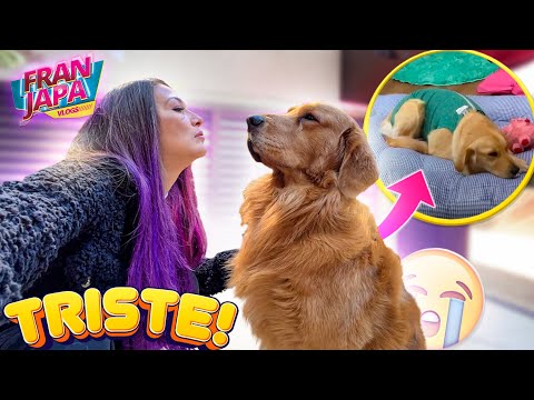 My dog ​​is very sad without his little sister 😢 - Fran Japa