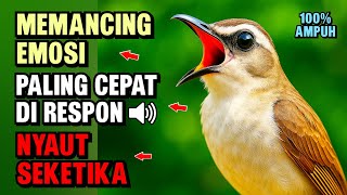 Download lagu Pancingan Trucukan PALING AMPUH ! Burung Langsung Ngalas | & Nyaut Gacor mp3
