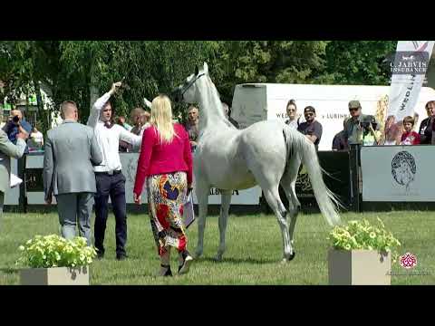 N 91 PATANGA   All Polish Arabian Horse Championship   Mares 10+ Years Old Class 10