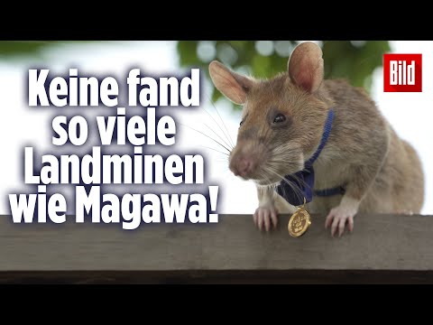 Ratte bekommt Goldmedaille verliehen, weil sie Menschen rettete