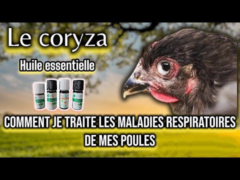 , title : 'Traiter les maladies respiratoires ( corysa ) des poules avec les huiles essentielles'