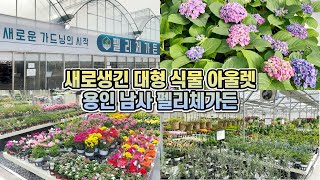 새로 오픈한 대형 식물 아울렛!! 용인 남사 펠리체가든!! 랜선 봄꽃투어!!