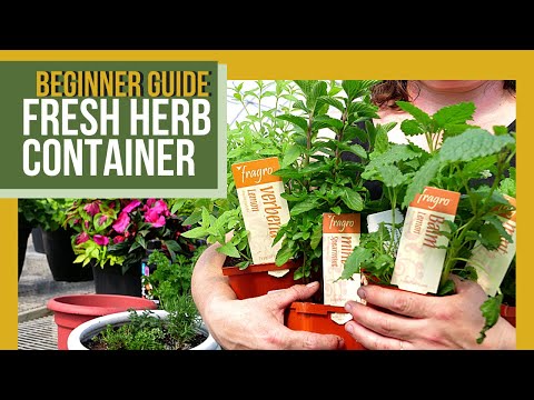 Planting Herbs in Containers | Culinary Garden Guide