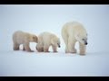 Winter & Arctic Animals Overview | Cullen’s Abc’s