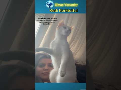 Bu Nasıl Kedi! 🤣