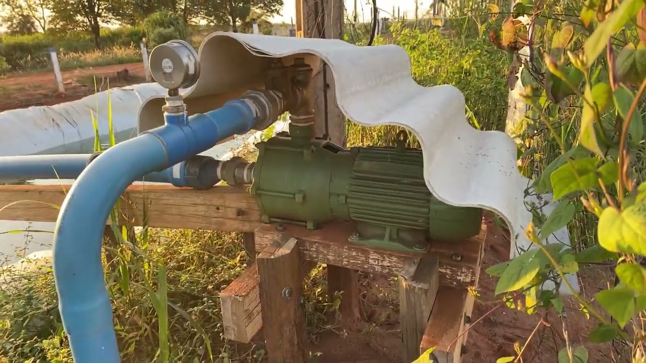 Mostrando a irrigação do BRS Capiaçu