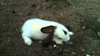 Baby rabbit born with tilted head