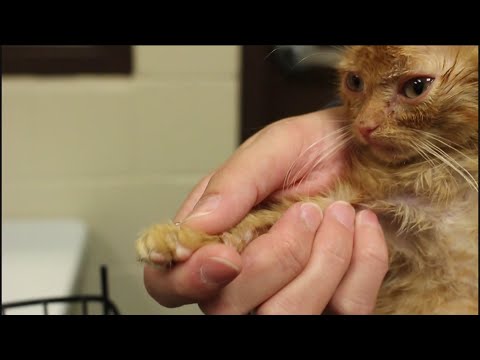 Cat declawing: helpful or harmful?