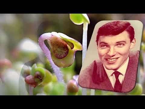 KAREL GOTT   JSI KRÁSNÁ