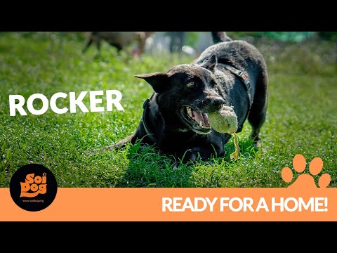 [NOW ADOPTED!] Please make me part of your family! | Rocker