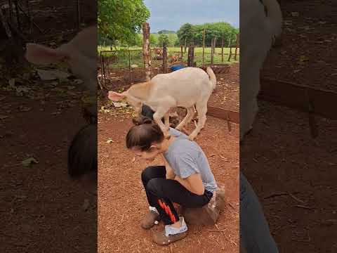 Goat climbs on woman's back and scratches her head in Pirapey Edelira Itapua, Paraguay
