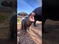 Baby Hippo Yawning Video Hippo Hippopotamus Video