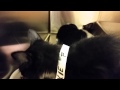 Tuxie S Hungry