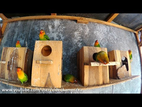 2 Hours Lovebirds Sounds - April 2019 Part 1