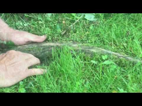 REMOVING roots that are sticking out of the ground