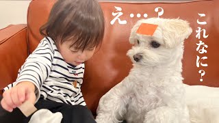 【爆笑】妹にシールを貼られまくった犬の反応が可愛過ぎたww【マルプー×1歳】