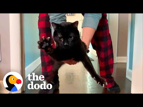 Wobbly Cat Adopts A Tiny, Wobbly Kitten | The Dodo