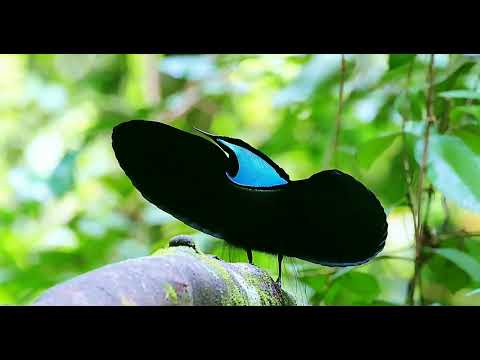Black Sicklebill Bird-of-Paradise Dancing – Nature’s True Beauty 🖤