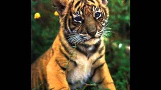 Jazz Thieves - Sun Thieves