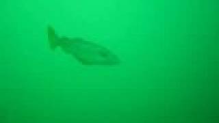 preview picture of video 'Gone Fishin' - A Scottish Diving Fish Identity Video'