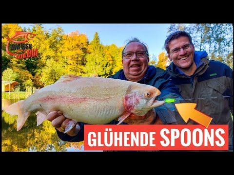Mit GLÜHENDEN SPOONS am Forellensee: Dicke GOLDFORELLE eingenetzt | Gregor trifft den Profi