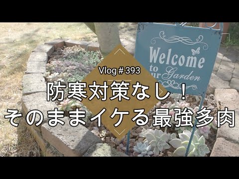 屋外の多肉植物は何ですか