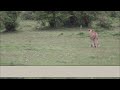 Impala Outwits Entito The Cheetah
