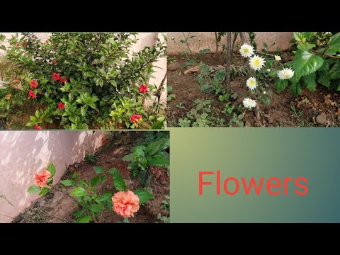 Flower plants....in our place........🌺 🌹