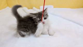 マンチカンの動画01