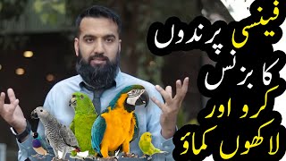 Download lagu Start Fancy Birds Business Azad Chaiwala... mp3