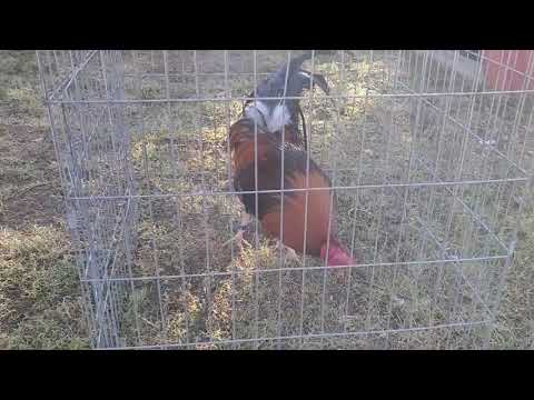 Larry Romero Yellow legged Hatch