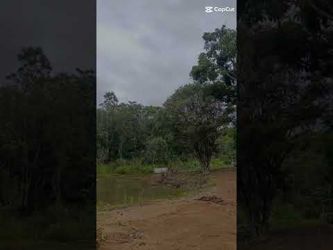 Sitio em Piedade dos Gerais MG-  31994933655 com água corrente e lagoa.www.terrenosnaroca.com.br