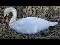 Amazing Close Ups Shows How Mute Swan Lays Eggs Discover Wildlife Robert E Fuller
