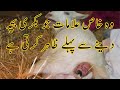 Symptoms Shown By Goat Before Parturation بچہ دینے سے پہلے بکری یہ علامات �