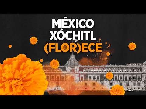 IMG VIDEO