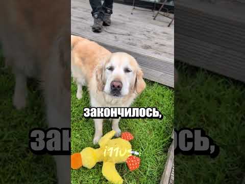 Собака пытается быть коровой